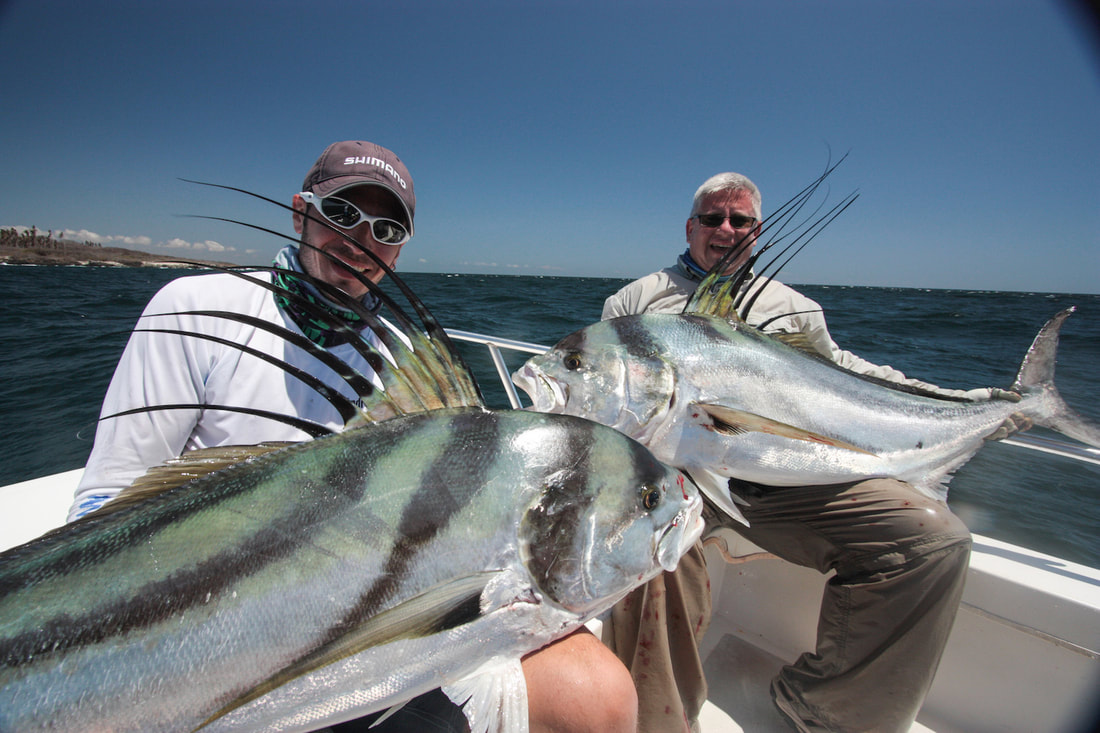 catch big roosterfish in panama